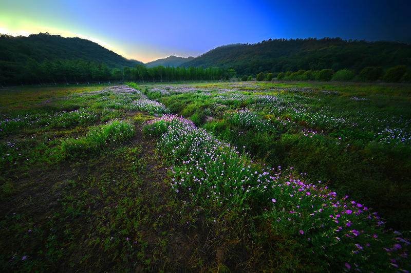周村湖畔五月花（上）