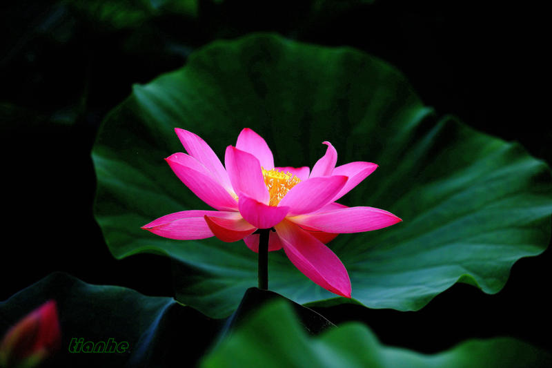 【 荷 花 】2 ◆（思锐）