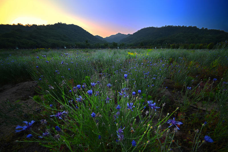 周村湖畔五月花（上）